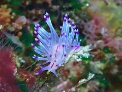 Coryphellina lotos