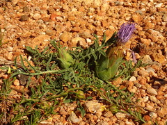 Carthamus mitissimus