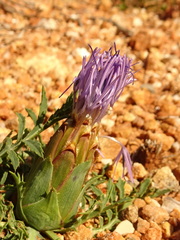 Carthamus mitissimus
