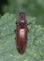 Athous haemorrhoidalis
