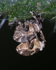 Nedyus quadrimaculatus