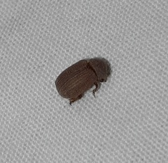 Glaresidae