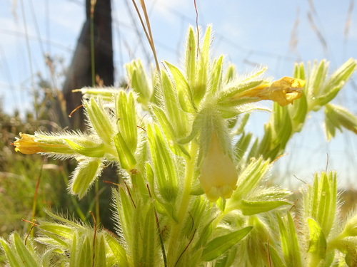 Image of Onosma fastigiata by (c) Thomas Koffel, some rights reserved (CC BY)