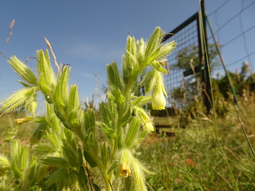 Image of Onosma fastigiata by (c) Thomas Koffel, some rights reserved (CC BY)