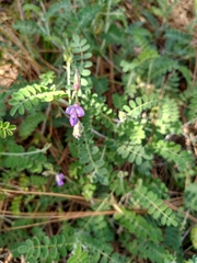 Dalea frutescens