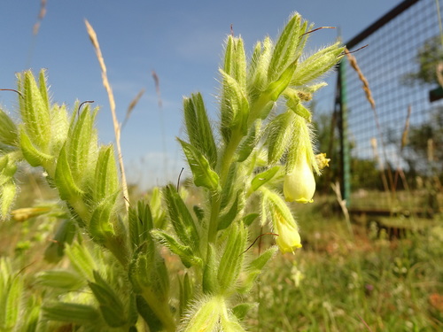 Image of Onosma fastigiata by (c) Thomas Koffel, some rights reserved (CC BY)