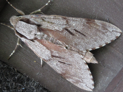 Sphinx morio arestus