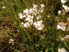 Linum suffruticosum