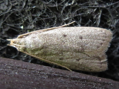 Brachmia modicella