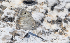 Pseudochazara graeca