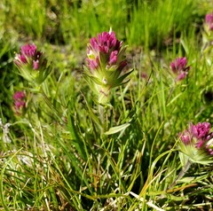 Castilleja lassenensis
