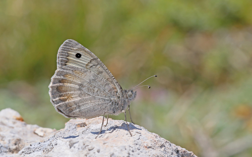 Grecian Grayling