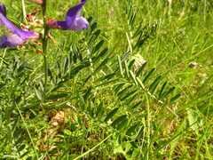 Vicia onobrychioides