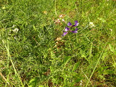 Vicia onobrychioides