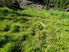 Castilleja lassenensis