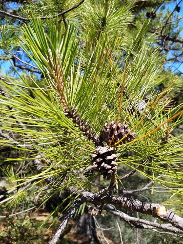 Teocote pine