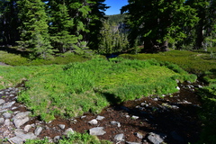 Castilleja lassenensis