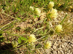 Trifolium ochroleucon