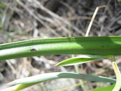 Thelymitra bracteata