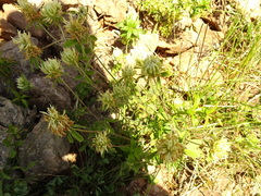 Trifolium ochroleucon