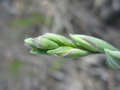 Thelymitra bracteata