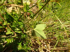 Trifolium ochroleucon