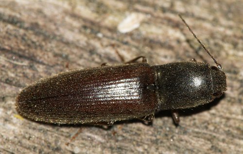 Common brown click beetle photo 4