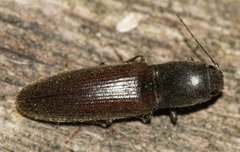 Athous haemorrhoidalis