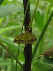 Choristostigma plumbosignalis