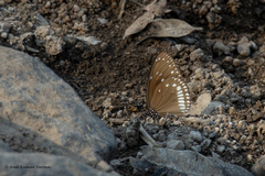 Euploea klugii