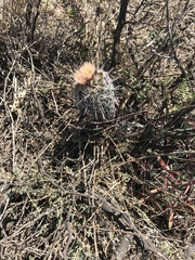 Coryphantha clavata clavata