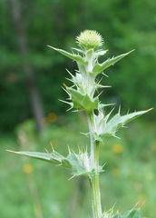 Cirsium laniflorum