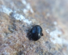 Scirtes hemisphaericus