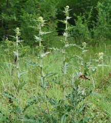 Cirsium laniflorum