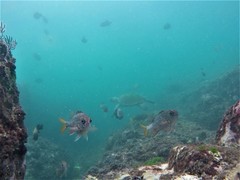 Neoniphon suborbitalis