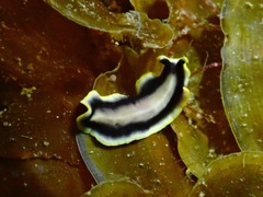 Pseudoceros paralaticlavus