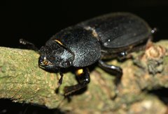 Dorcus parallelipipedus