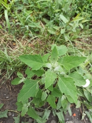 Chenopodium album