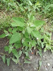 Chenopodium album