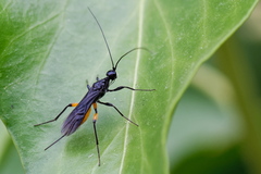 Doryctes leucogaster