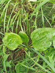 Plantago major