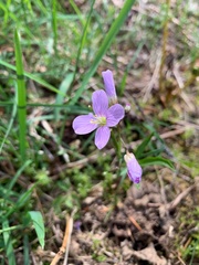 Cardamine nuttallii