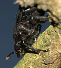 Dorcus parallelipipedus