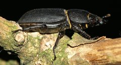 Dorcus parallelipipedus