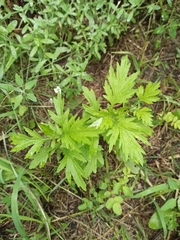 Artemisia vulgaris