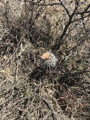 Coryphantha clavata stipitata