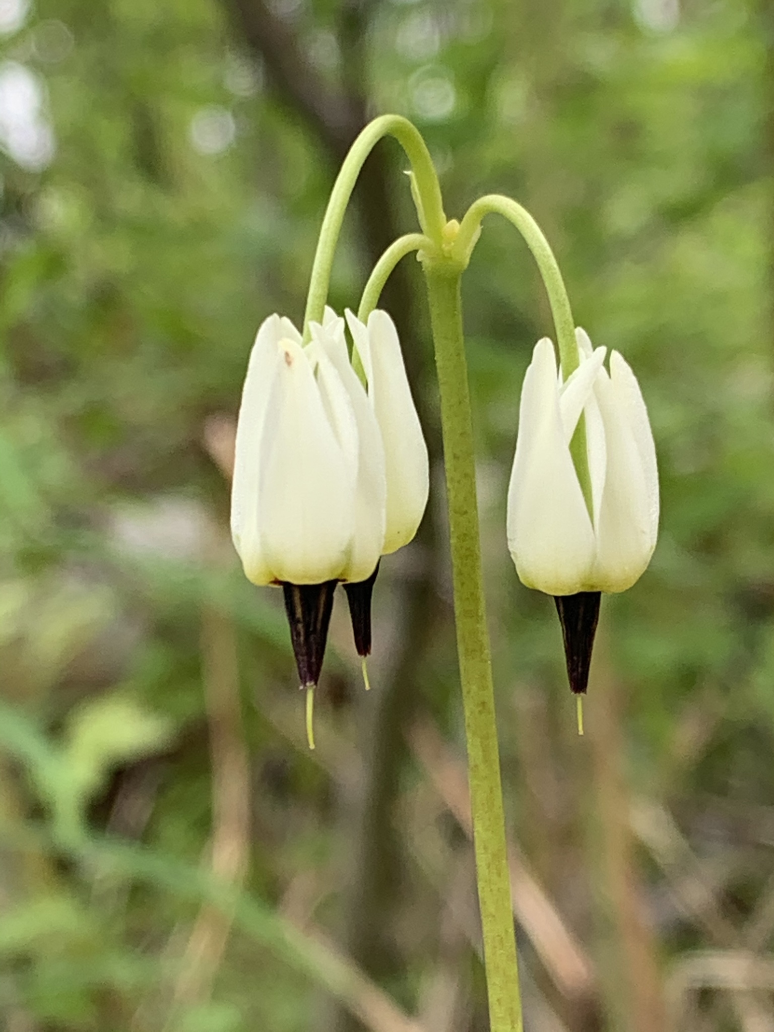 Primula latiloba