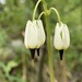 Primula latiloba - Photo (c) Mark Robinson,  זכויות יוצרים חלקיות (CC BY-NC), הועלה על ידי Mark Robinson