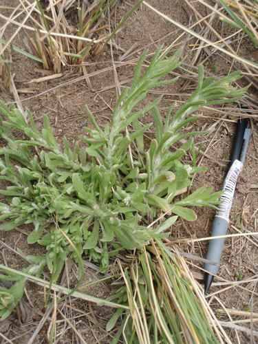 Jersey cudweed (Hummock Island Flora) · iNaturalist