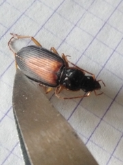 Dolichus halensis